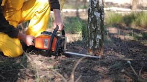 Professional Tree Care  in Brookside, DE