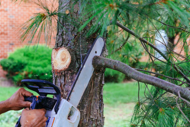 How Our Tree Care Process Works  in  Brookside, DE